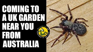 Australian spider now lives in the UK - Badumna longinqua by bugsnstuff 2,065 views 1 month ago 22 minutes