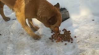 One Mother Dog 🐕...#feeding #stray #dogs