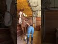 Who is Horse ❤️🐎 Lover#horse#freedom #viralshort #foryou