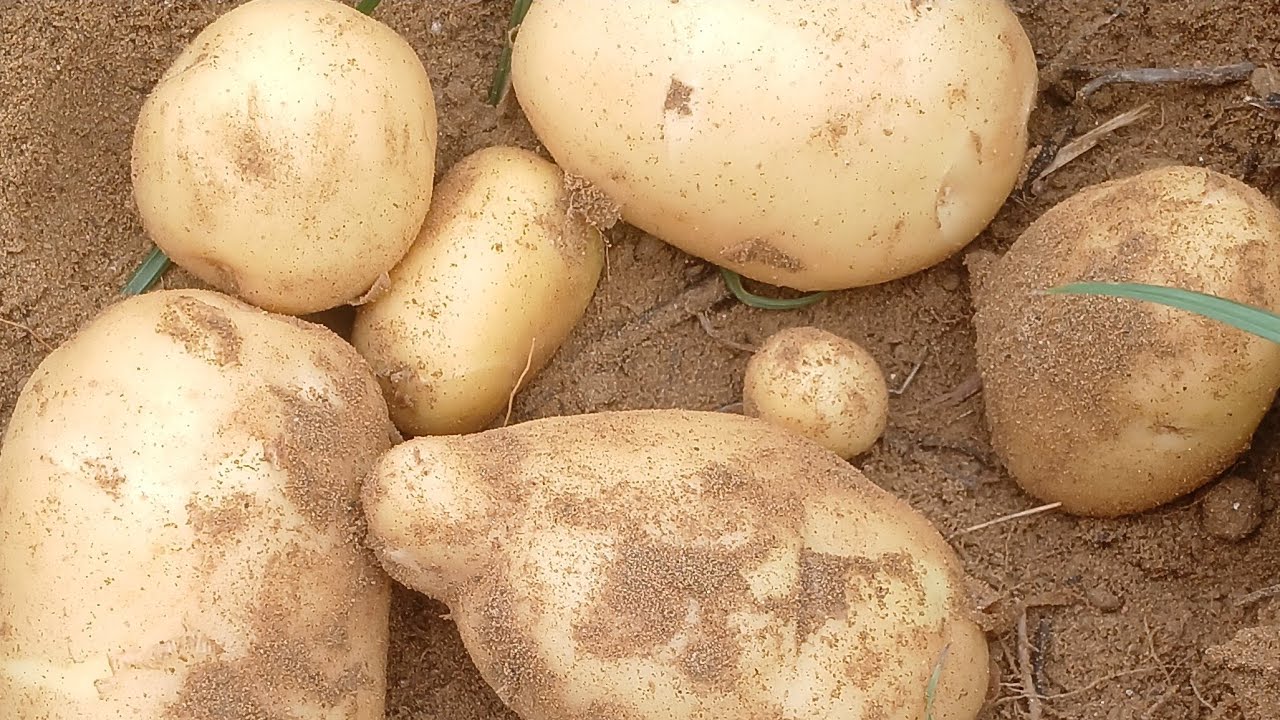 Ff32 dayaram is live❤️‍🩹🥷🏃‍♀️🎯