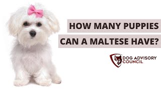 How Many Puppies Can a Maltese Have in a Litter?