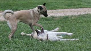 Boz, Anatolian Shepherd and football. by EuroTravelerYea 306 views 7 years ago 2 minutes, 5 seconds