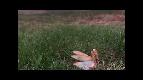 БОГОМОЛ Ш-ШШ-ШИПИТ (видео и звук шипящего богомола) 2