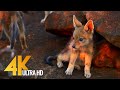 Jackals and Hyenas, Africa's Predators - African Wildlife 4K Ultra HD - 2 HOUR