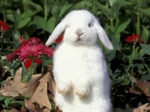 Ternak Kelinci Kelinci Lop Ternak Kelinci Kelinci Lop