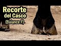 Principios basicos para herrar un caballo parte 1  recorte y balance del casco  mvz manuel juarez