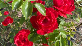 Червоний Маяк - троянда української селекції, що квітне у мене вперше