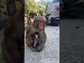 淡路ザル がライブ配信中!