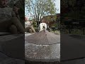 Сад - чтобы любоваться #загородныйдом #ландшафтныйдизайн #сад