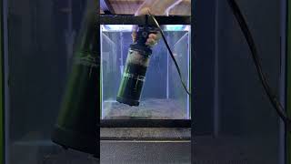 My Favorite Way To Do Quick Shrimp Tank Resets! #shrimp # #neocaridina #shrimpbreeder