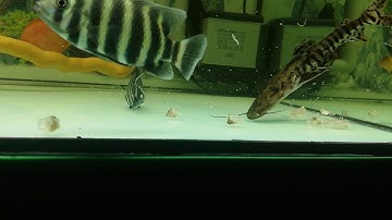 CÁ SĂN MỒI| TRÊ CỌP|