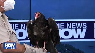 Celebrity Friday Feature Creature: Turkey Vulture, Buzzard Profile