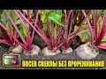 ХИТРЫЙ СПОСОБ ПОСАДКИ СВЕКЛЫ! БОЛЬШОЙ УРОЖАЙ БЕЗ ПРОРЕЖИВАНИЯ