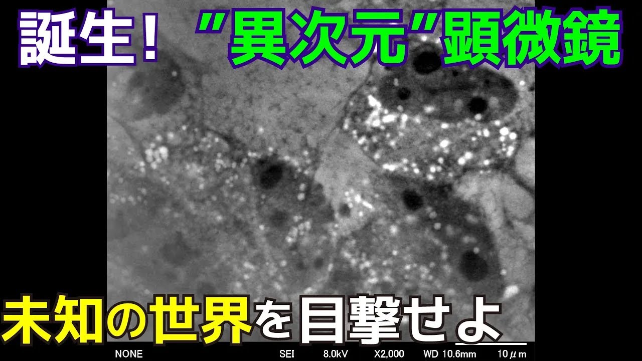 倍率 数万倍！　生きたままの細胞を電子顕微鏡で見る