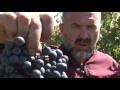 Виноградарь Павел Григорьевич Сериков 2016