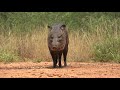 Javelinas