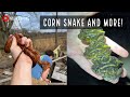 Is Spring Here? Herping in Georgia! Cornsnake, Kingsnake, Cottonmouths, and Rattlesnakes!