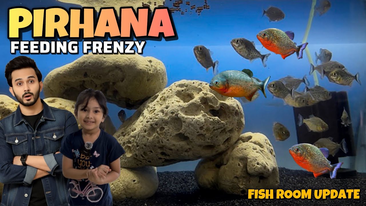 My Piranha First Feeding Frenzy & New Cube Paludarium Setup Fishroom Update - Imran’s World