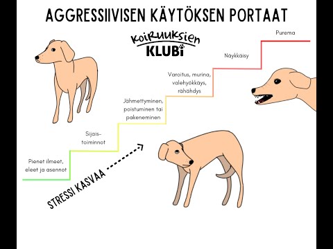Video: Mitkä koirat ovat aggressiivisia?
