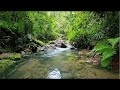 Beautiful landscape relaxing birds chirping peaceful flat stream sound in a very fertile forest
