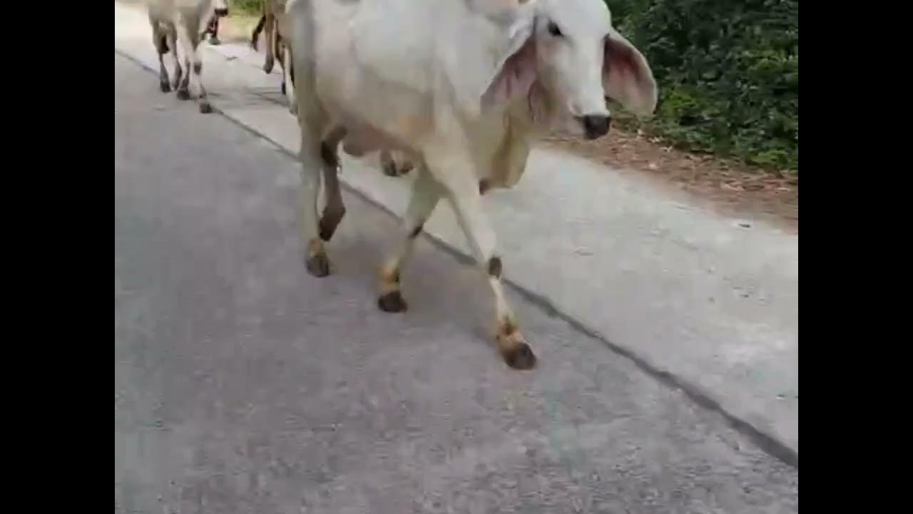 Sawadee Krap YouTube sawadee-krap-youtube