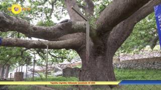 Tepeköy Agridia Gökçeada Çanakkale 4K Uhd