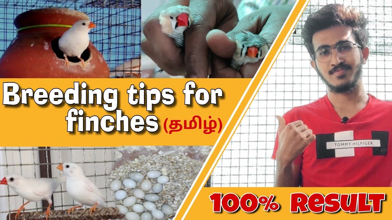 finches breeding tips in tamil 4K(தமிழ்) finches bird tamil | bird farm tamil |Finches farm in tamil