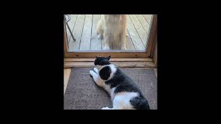 Rosebud and the kitty of ill intent