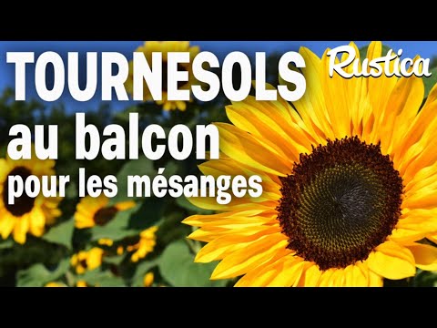 Semer des tournesols