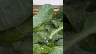 Step By Step Guide For Harvest The World’s Best Tasting Collard Greens