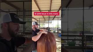 Equine chiropractor shows how he checks for SI joint dysfunction on this horse.