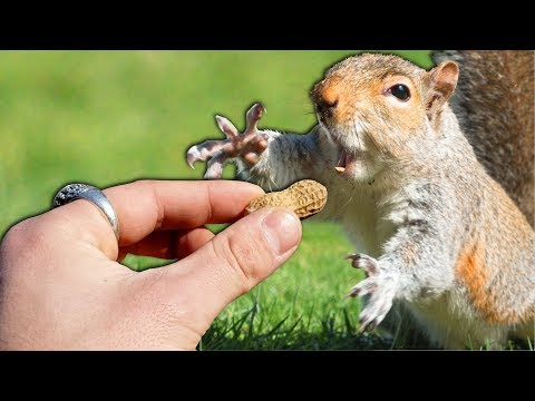 Vidéo: Comment Acheter Un écureuil