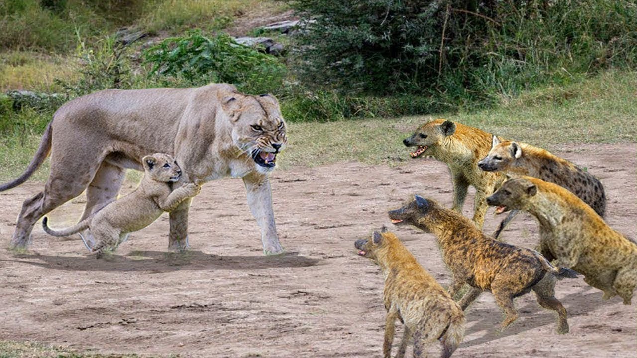 Нападение вместе. Тигр Лев львица леопард. Лев, тигр, леопард Ягуар, пантера. Тигр Лев гиена леопард.