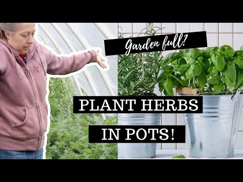 Tips & Tricks for Growing Herbs in Pots