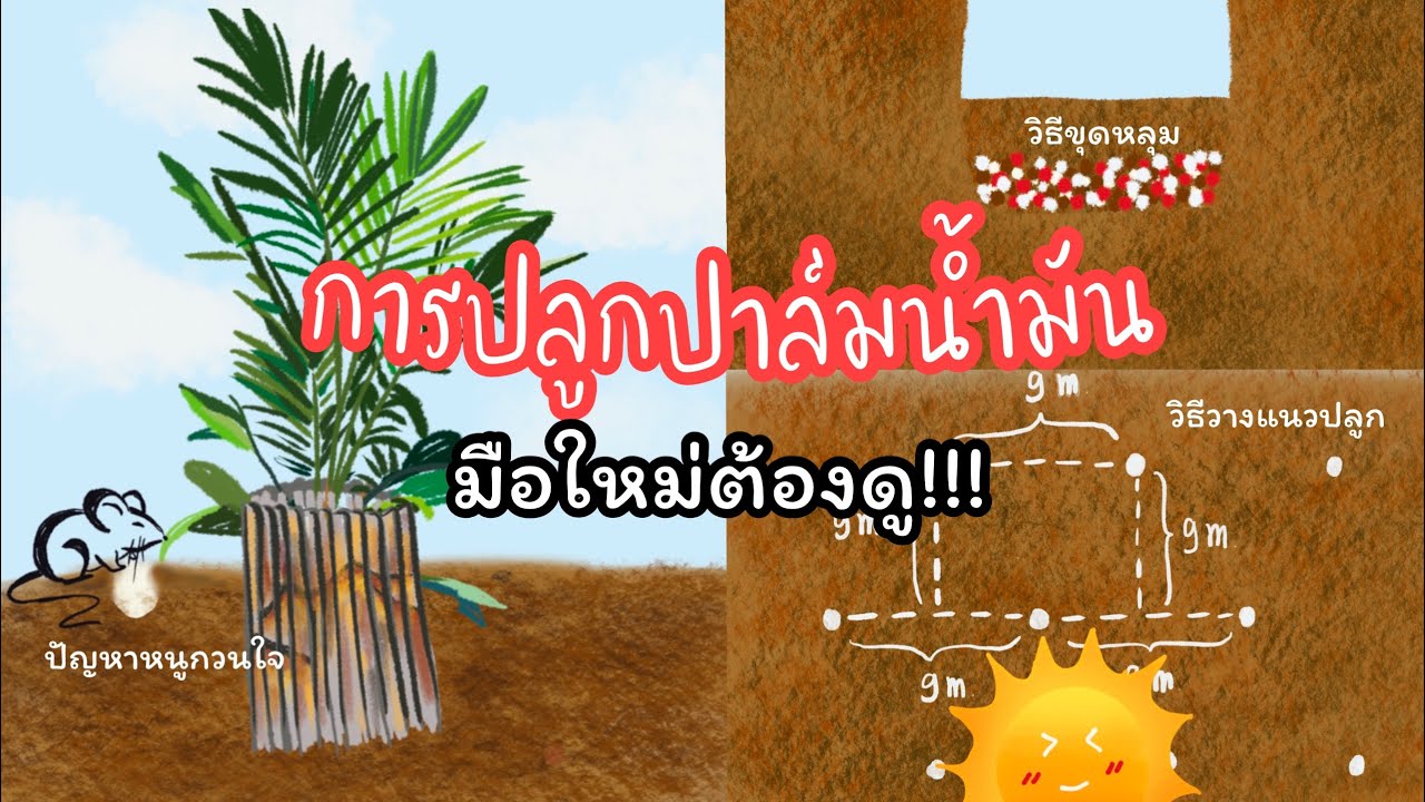 วิธีการปลูกปาล์มน้ำมัน แชร์ประสบการณ์ปลูกปาล์มกว่า 13 ปี มือใหม่หัดปลูกต้องดู! การขุดหลุม การวางแนว