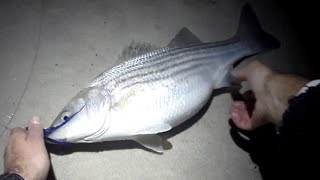 Striped Bass Fishing - FAT SCHOOLIE STRIPER - Minnow Talk & Fast Teaser Action!!!