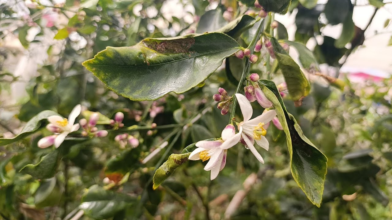 Лимон гулини куп саклаш учун нима килиш керак???