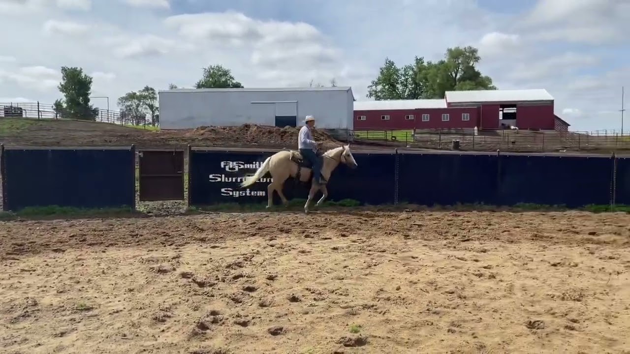Lot 91 • Metallice To A Te (Cudd Quarter Horses Sale, June 11th) YouTube