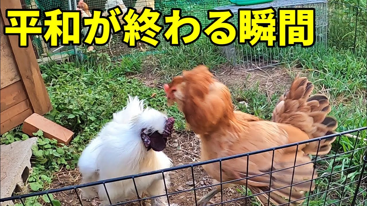 ニワトリ同士の過酷な争いは止められないのか…？ 308話目 - YouTube