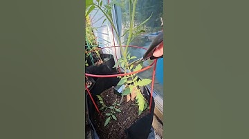 Stop Removing Tomato Suckers! 🍅 Get MORE Tomatoes Instead