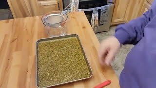 Making Oregano oil for personal use