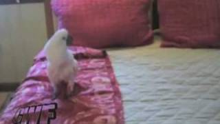 I'M A BIRD MOTHA' F***** REMIXED