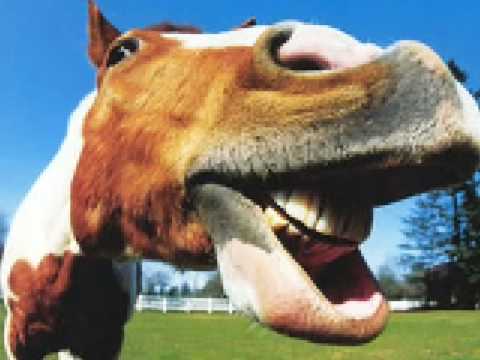 Aaliyah's Horses