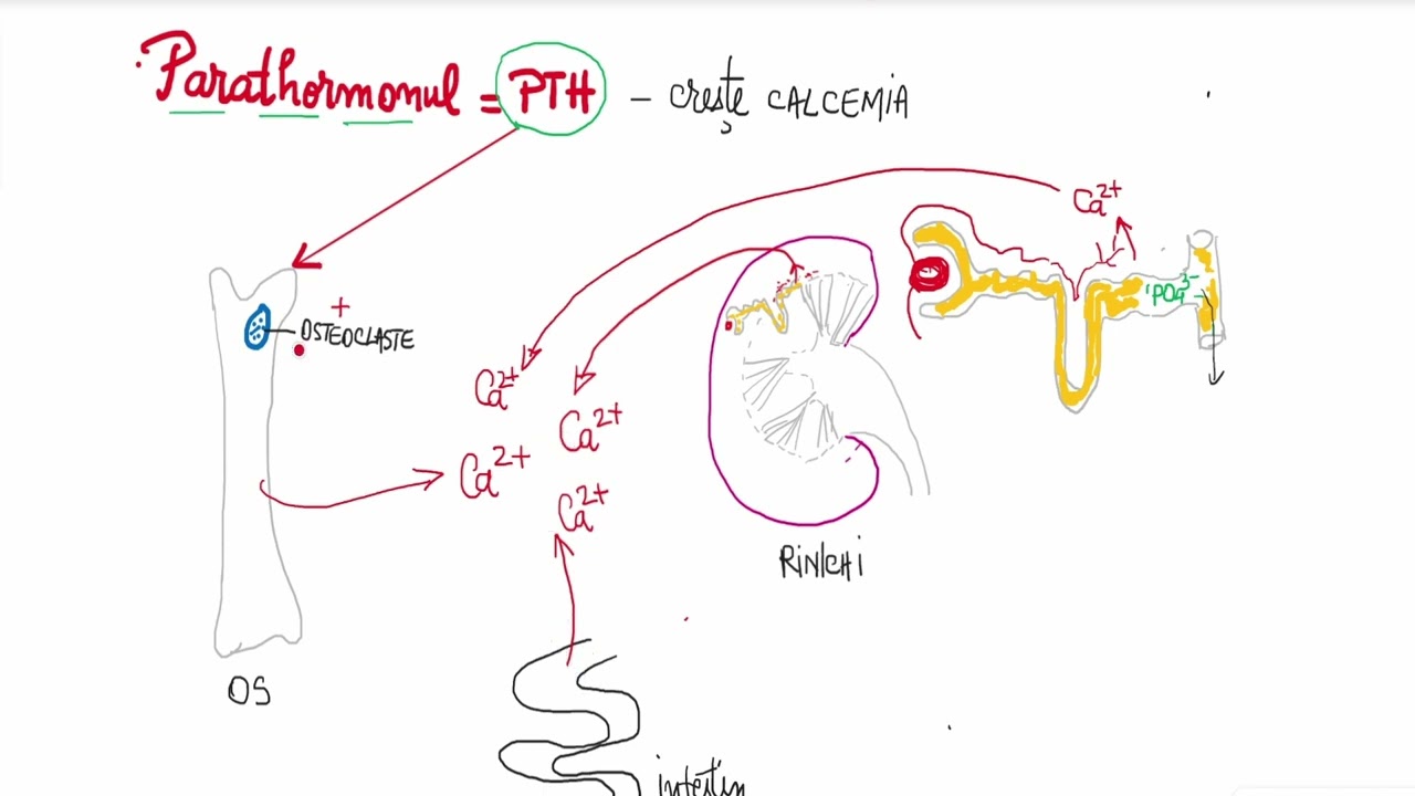 Barron's 13.4 Paratiroidele