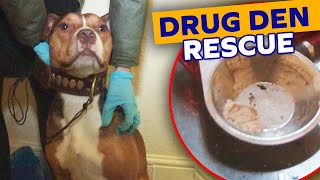 Abused Staffy Rescued From Drug Den Gets a Second Chance | The Dog Rescuers - Season 2 Episode 3 by Happy Tails 376 views 2 months ago 39 minutes