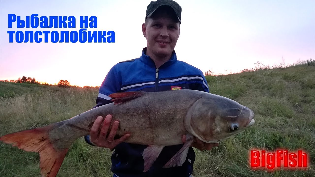 Рыбалка на толстолобика. Ловля толстолобика на технопланктон или как меня обловили. BigFish.