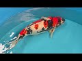 20260426 VHQ Yonsai Showa Male 65 Cm Isa SOLD 