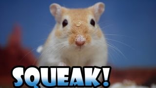 Gerbil Stretching & Squeaking :)