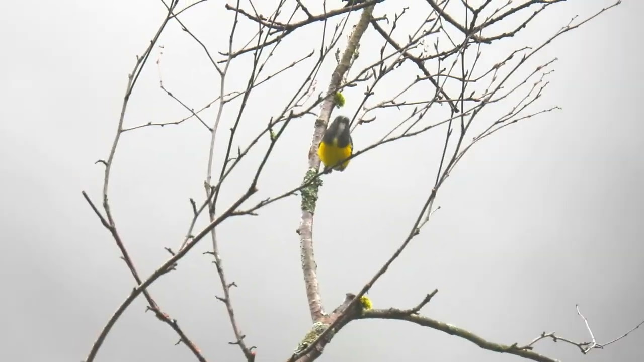Yellow bellied Flowerpecker 黃腹啄花鳥- YouTube