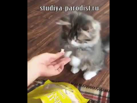Котик и еда